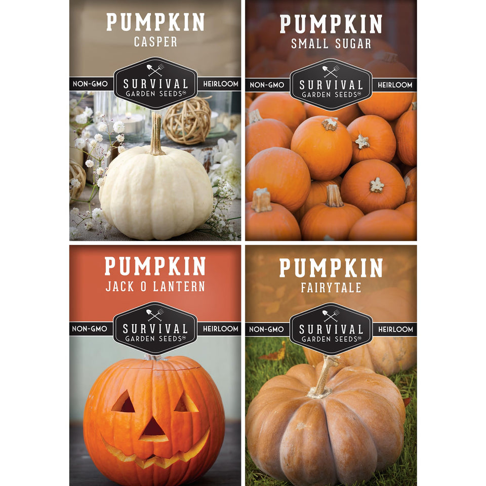 SURVIVAL GARDEN SEEDS small sugar pumpkin seeds for a sweet, reliable fall harvest.