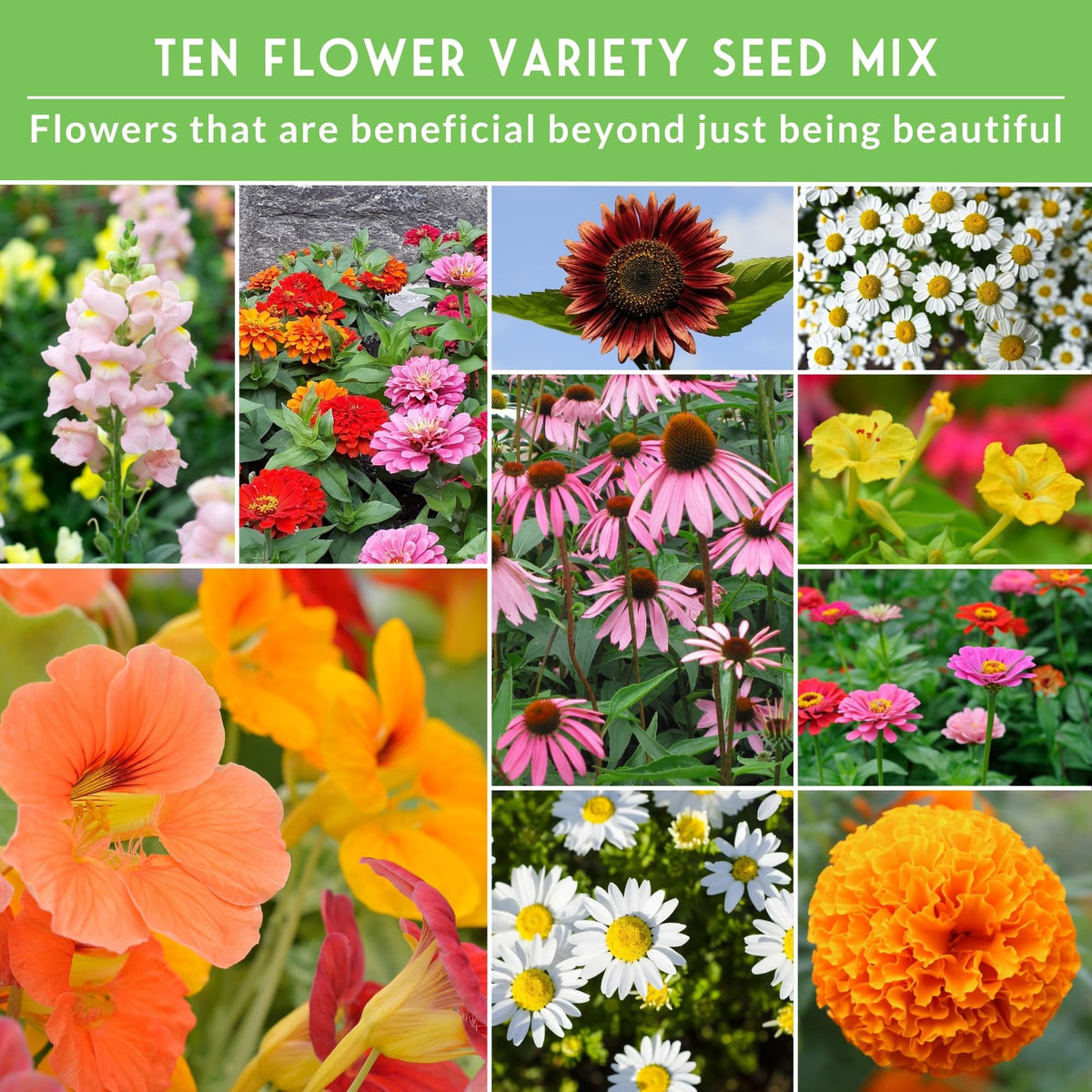 SURVIVAL GARDEN SEEDS Snapdragon seeds provide vivid spikes for gardens
