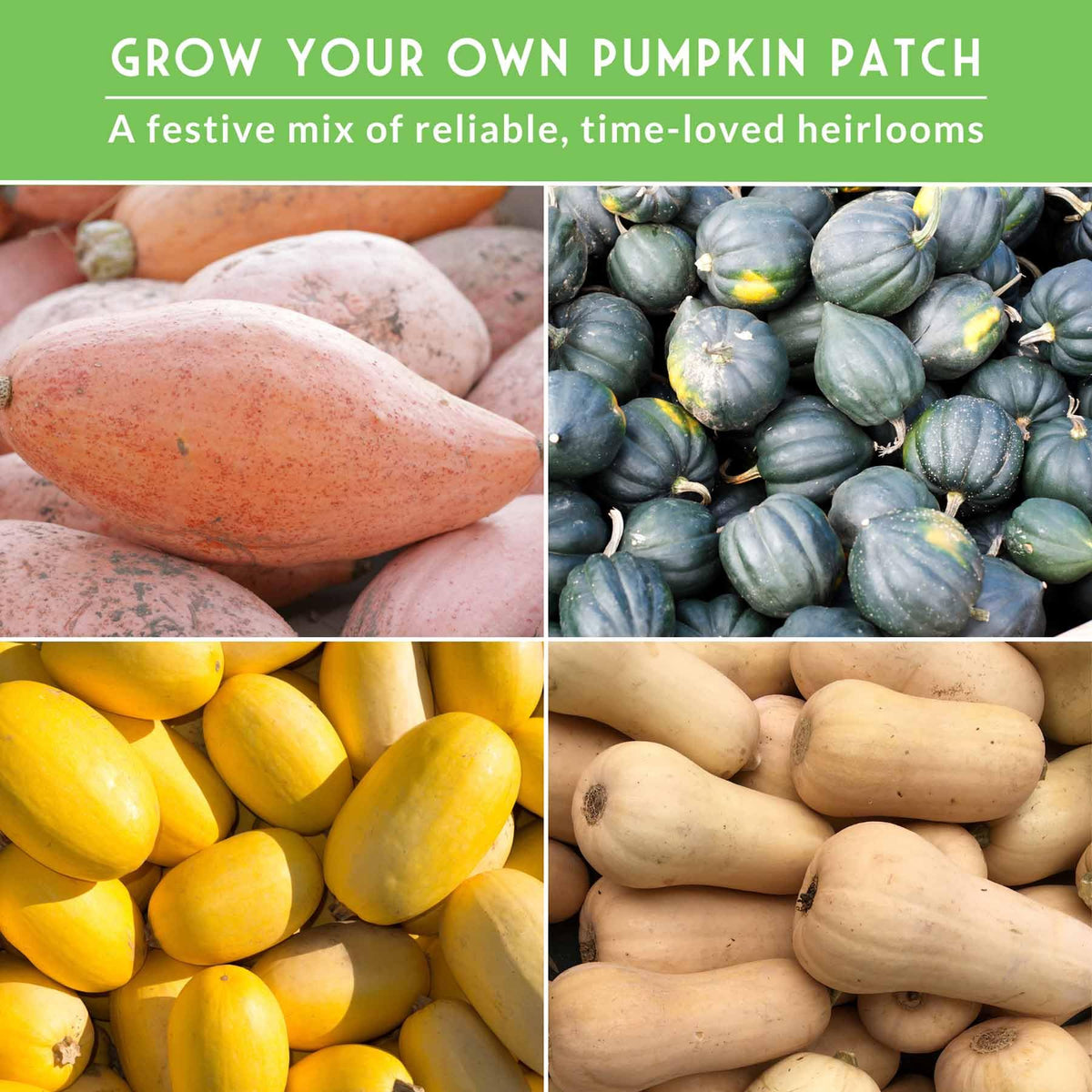 SURVIVAL GARDEN SEEDS spaghetti squash seeds ideal for versatile, quick meals