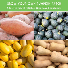 SURVIVAL GARDEN SEEDS spaghetti squash seeds ideal for versatile, quick meals