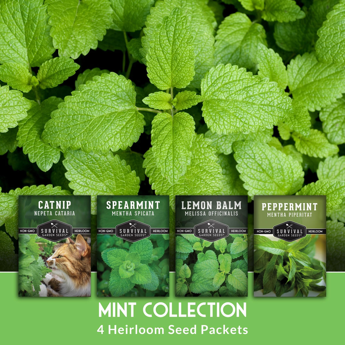 SURVIVAL GARDEN SEEDS Spearmint seed packet, fresh, garden-ready for teas and dishes.