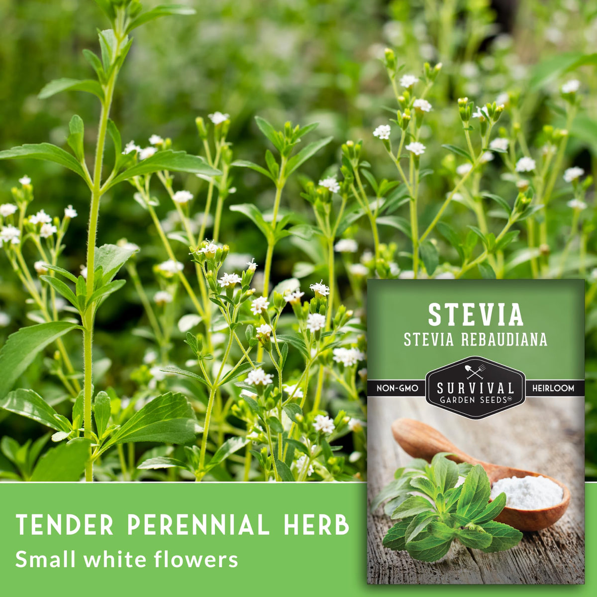 SURVIVAL GARDEN SEEDS stevia sprouts show germination within 7–14 days