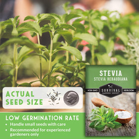 SURVIVAL GARDEN SEEDS stevia leaves close-up reveals natural sweetness
