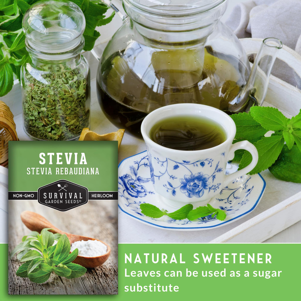 SURVIVAL GARDEN SEEDS stevia seedling in cup ready for transplant