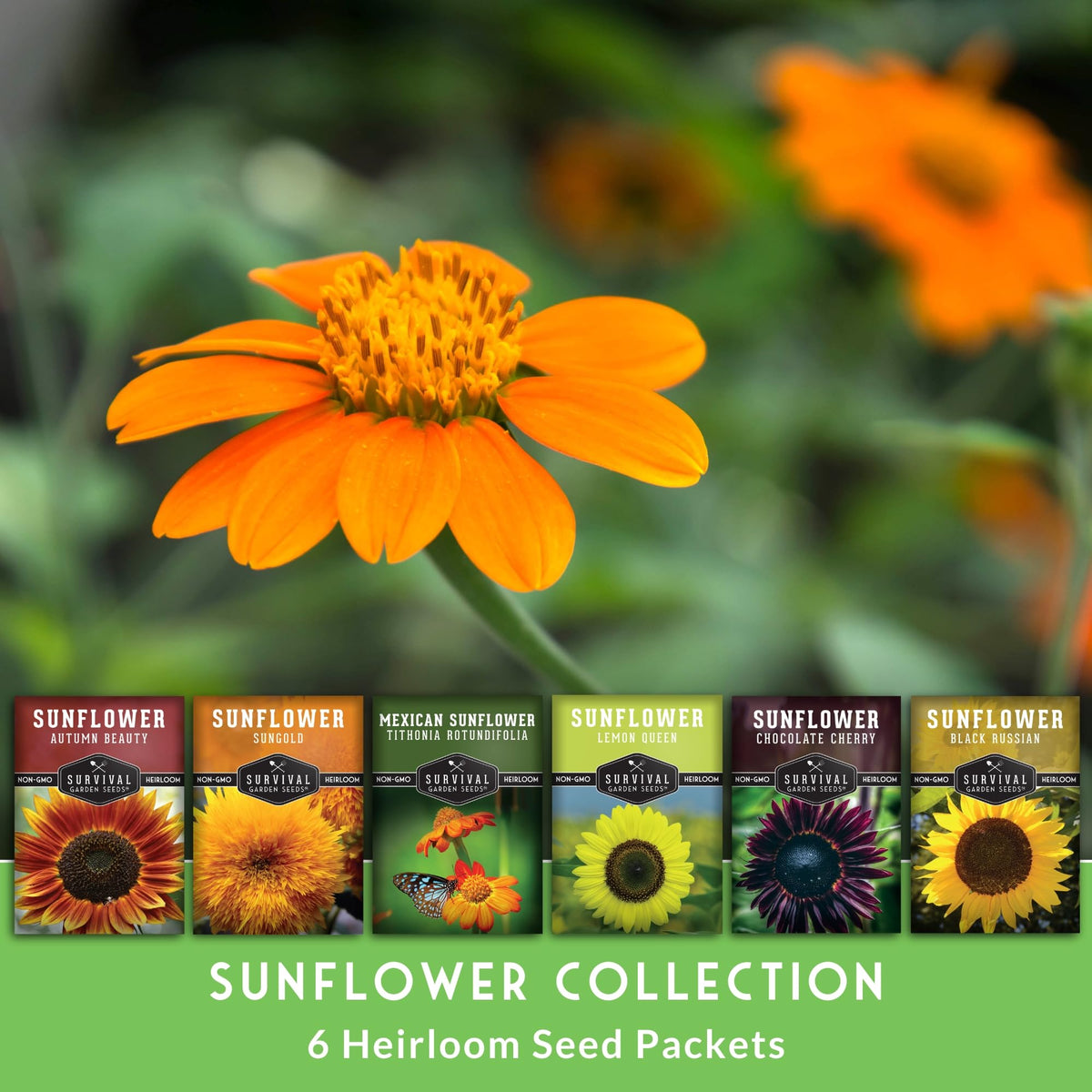 Survival Garden Seeds Chocolate Cherry with burgundy blooms for dramatic arrangements