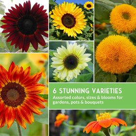 Survival Garden Seeds Mexican Sunflower ideal for privacy screens