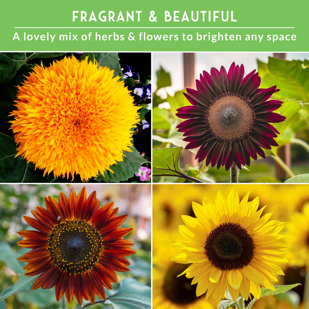 Survival Garden Seeds Sungold Teddy Bear bright, compact sunflowers for containers