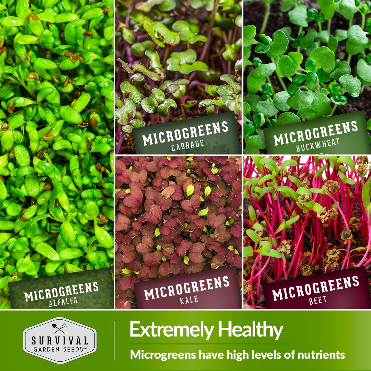 Survival Garden Seeds sunflower microgreen seed for hearty greens.