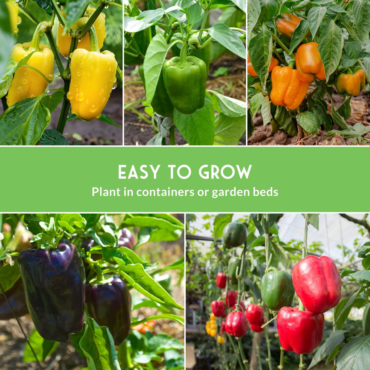 SURVIVAL GARDEN SEEDS sweet chocolate pepper fruit, rich color for baked peppers