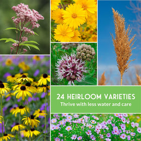 SURVIVAL GARDEN SEEDS tickseed flower cluster—bright annuals for sunny beds