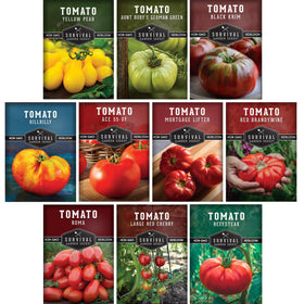 SURVIVAL GARDEN SEEDS Ace 55 tomato—glossy red fruit ideal for slicing and fresh salads.