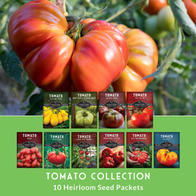 SURVIVAL GARDEN SEEDS Black Krim tomato—deep maroon fruit, ideal for sauces and slicing.