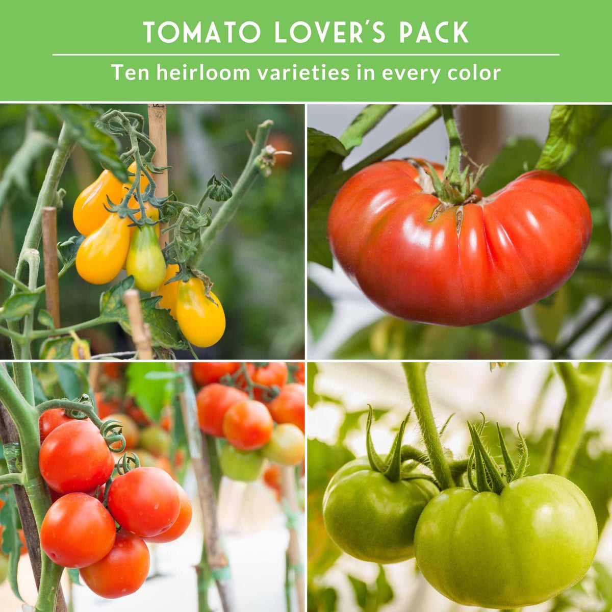 SURVIVAL GARDEN SEEDS Hillbilly tomato—marbled skins, vibrant colors for fresh eating.