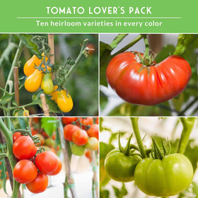 SURVIVAL GARDEN SEEDS Hillbilly tomato—marbled skins, vibrant colors for fresh eating.
