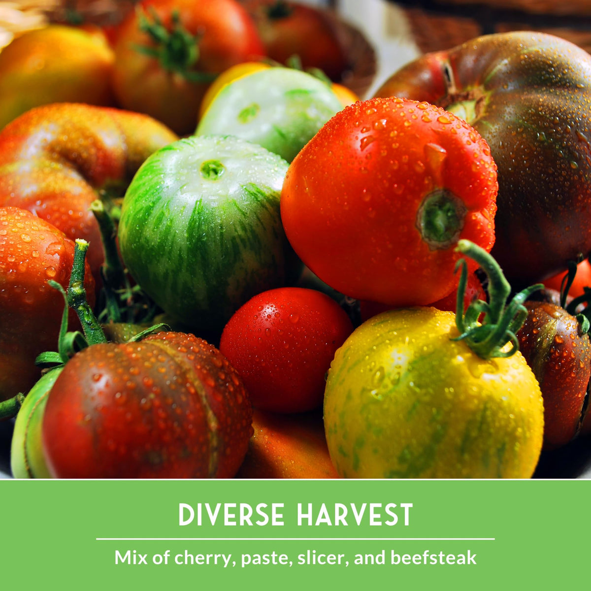 SURVIVAL GARDEN SEEDS Mortgage Lifter tomato—large, meaty fruits for slicing and sauces.