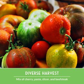 SURVIVAL GARDEN SEEDS Mortgage Lifter tomato—large, meaty fruits for slicing and sauces.