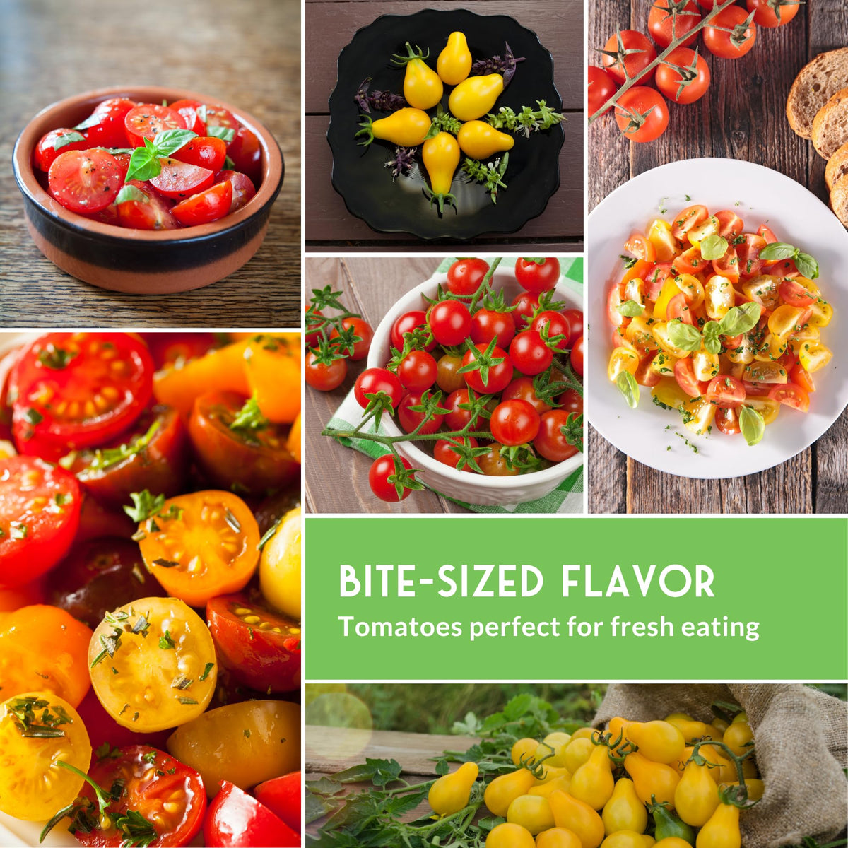 Yellow Pear tomato seeds from Survival Garden Seeds for bright salad color
