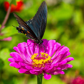 Survive Seed Co. Zinnia seeds bright-blooms-closeup — large petals ideal for eye-catching bouquets.