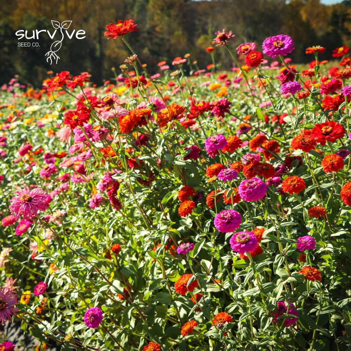 Survive Seed Co. Zinnia seeds non-gmo-neonic-free — garden-safe and environmentally mindful.