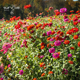 Survive Seed Co. Zinnia seeds non-gmo-neonic-free — garden-safe and environmentally mindful.