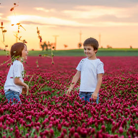 Sustainable Seed Co. Crimson Clover bloom close-up showcases rich red flowers.