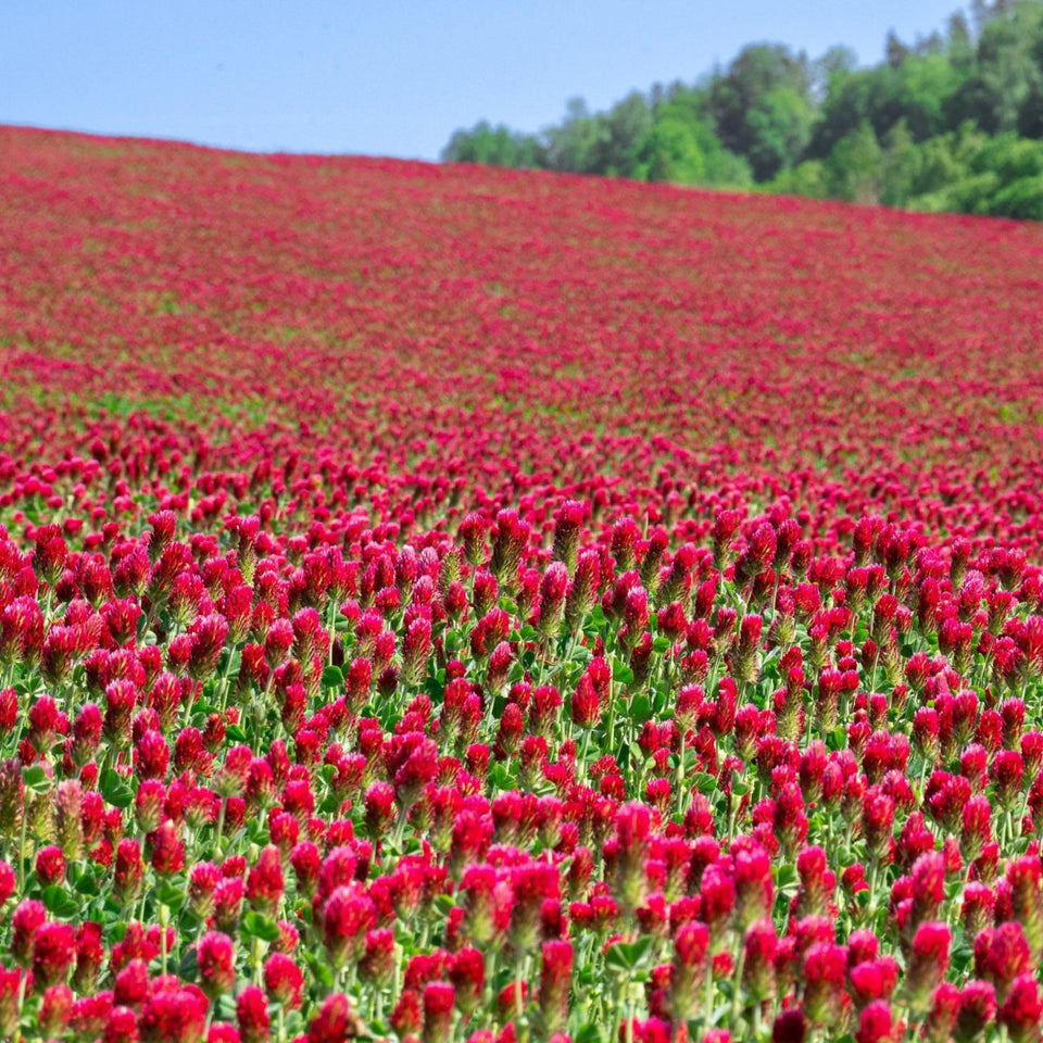 Sustainable Seed Co. Organic Crimson Clover Seeds 1lb pack for cover crop establishment.