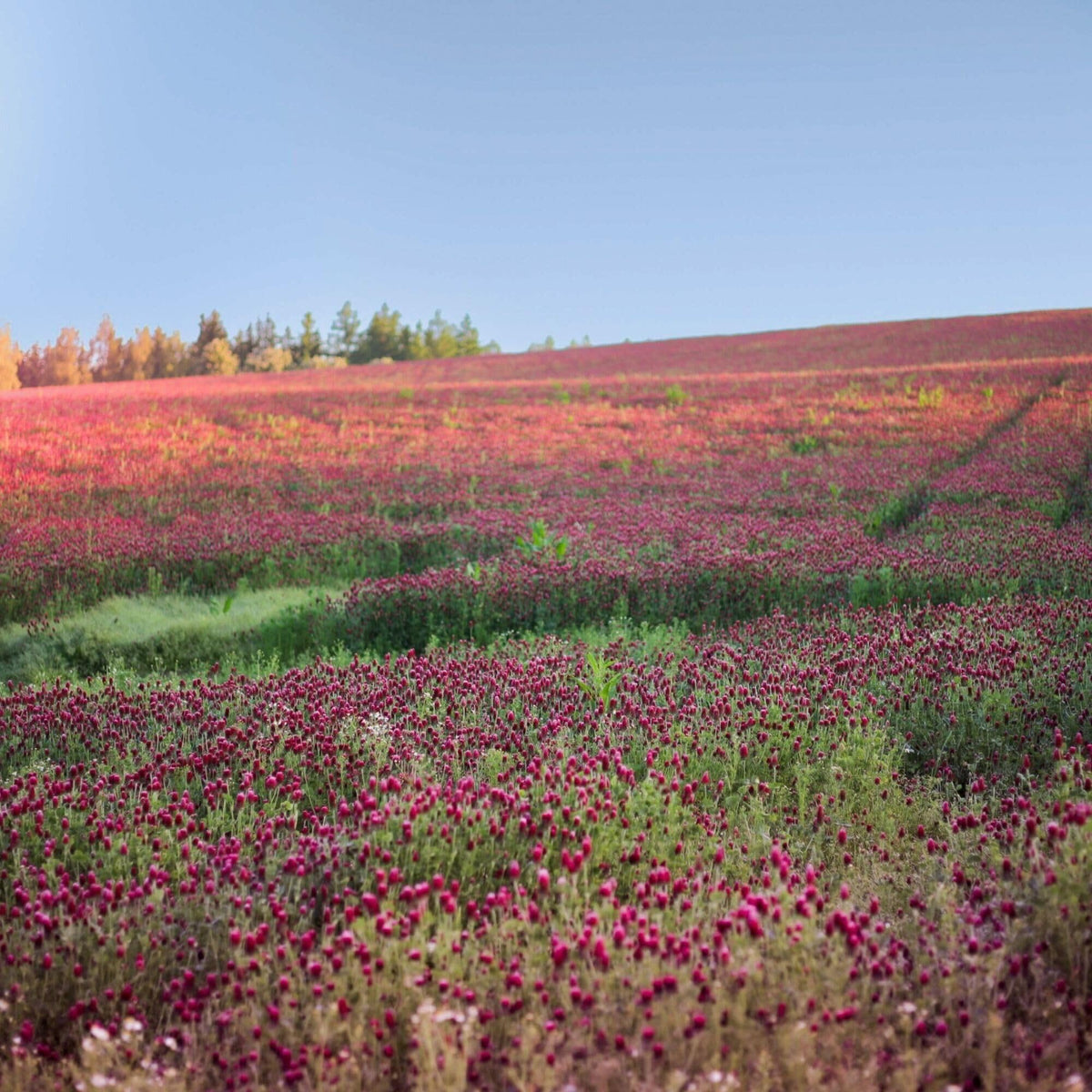 Sustainable Seed Co. Soil-friendly cover crop prep highlights conditioning and weed suppression.
