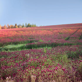 Sustainable Seed Co. Soil-friendly cover crop prep highlights conditioning and weed suppression.