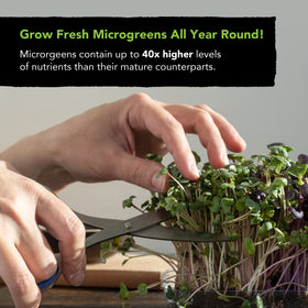 Sustainable Sprout USA-sourced seeds for reliable at-home sprouting