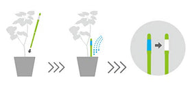 Sustee Aquameter white refillable sticks for long-term soil moisture tracking.