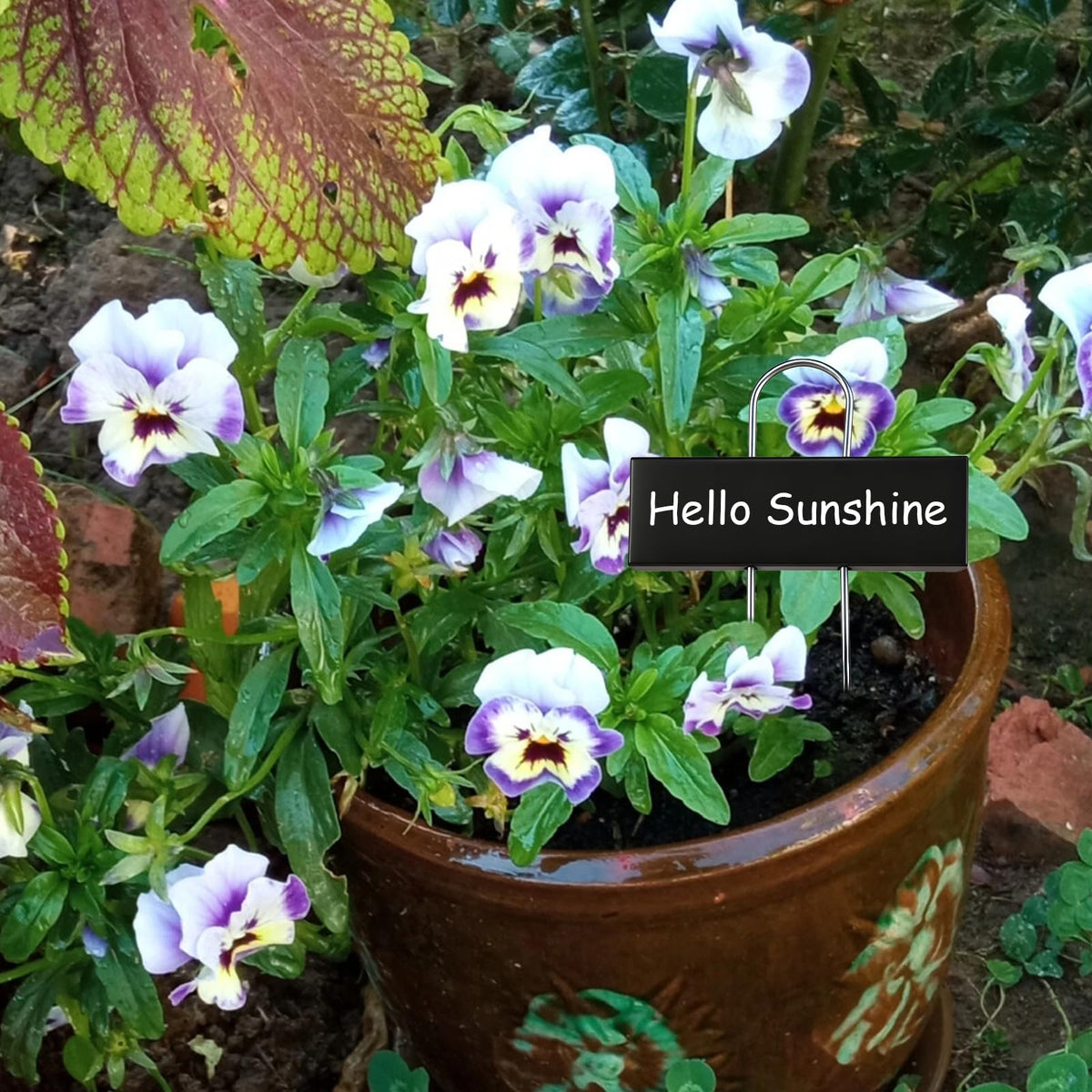 SUSUSUBAO labels in a garden bed aiding plant tracking.