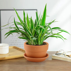 Suwimut frost-resistant terracotta pot suitable for outdoor placement