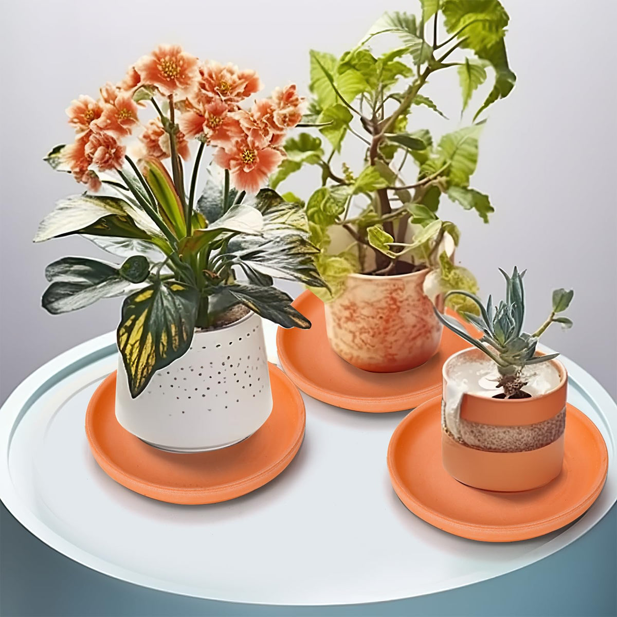 Suwimut terracotta saucer ideal for indoor and outdoor plants setup.