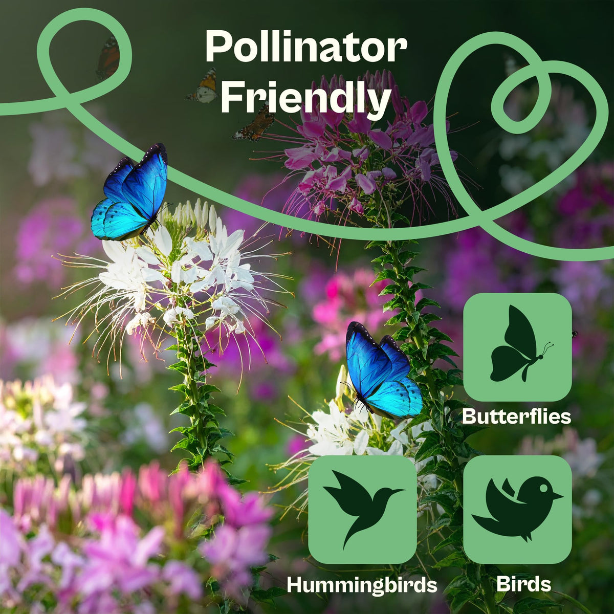 SVI 1600 Cleome seeds ideal for annual cut flowers and arrangements.