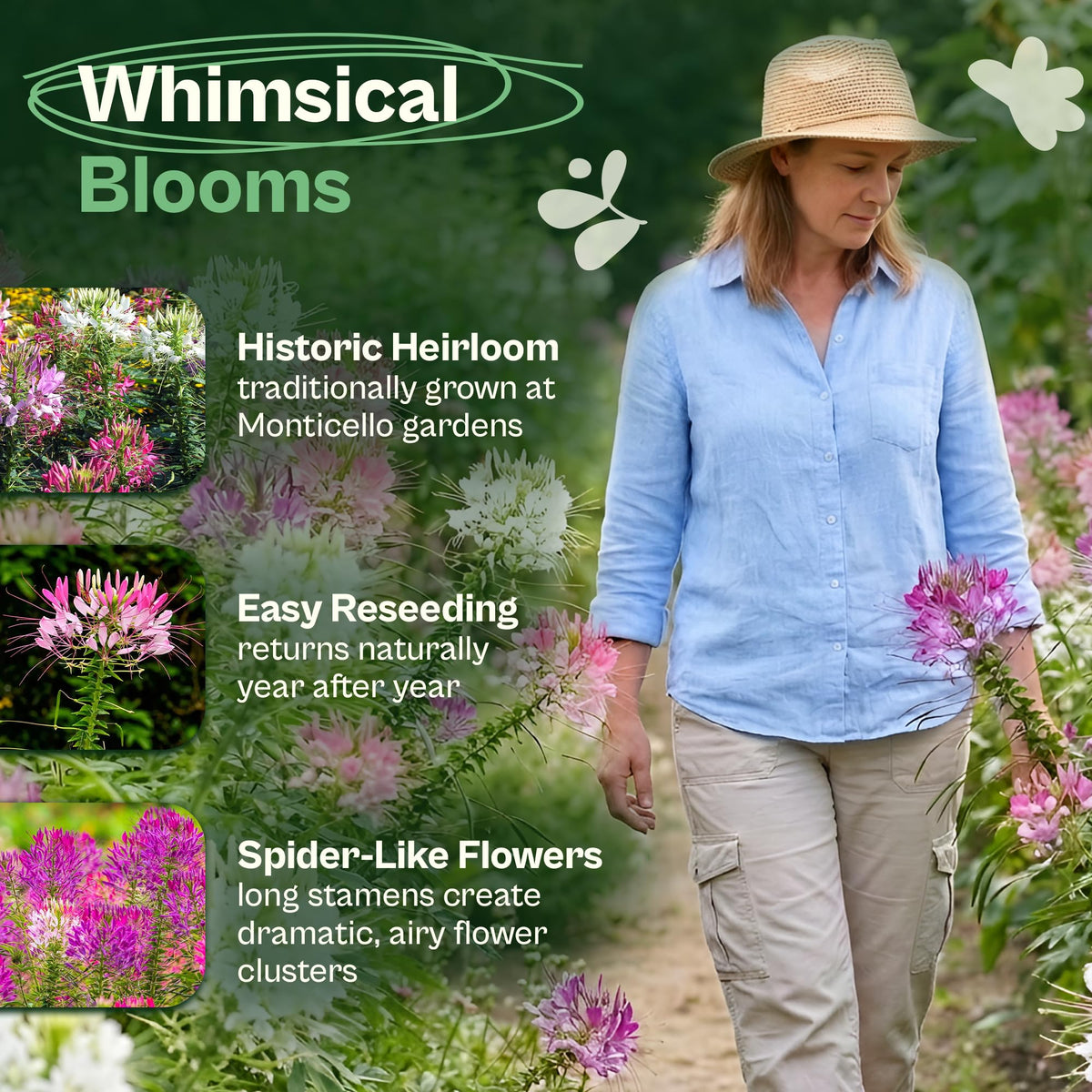 SVI 1600 Cleome seeds offer airy clusters for vibrant beds.