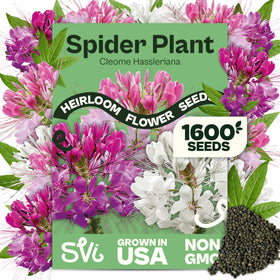 SVI 1600 Cleome seeds pink bloom for bright garden borders.