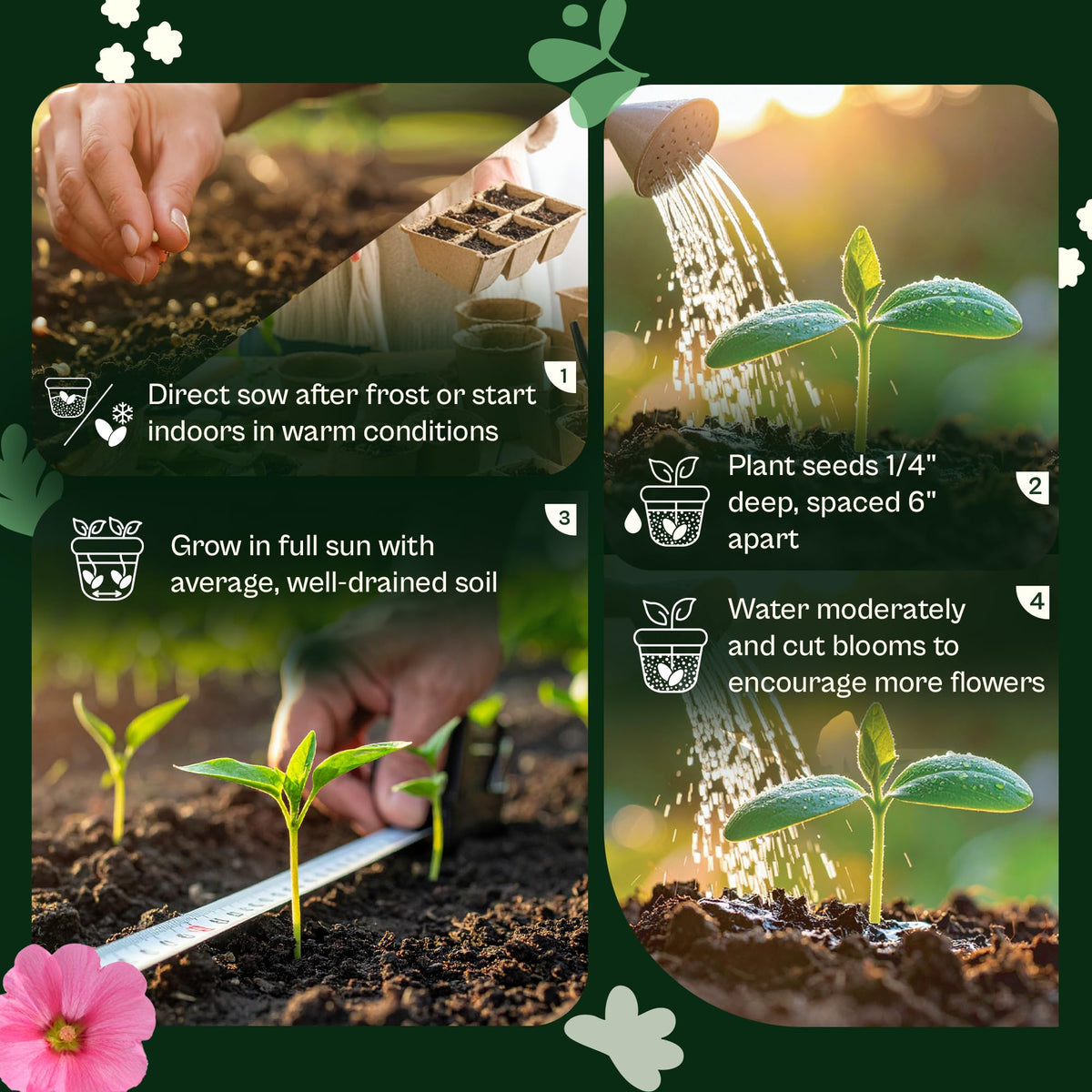 SVI 1600 heat-tolerant wildflowers thrive in full sun with low water.