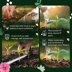 SVI 1600 heat-tolerant wildflowers thrive in full sun with low water.