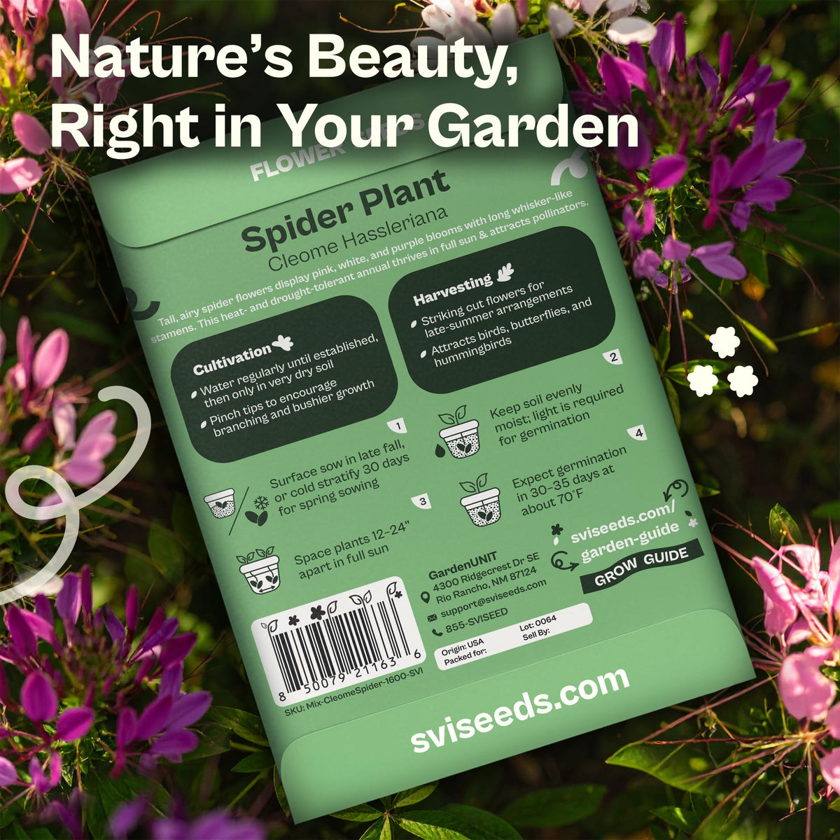 SVI 1600 Spider Flower seeds tall stems create dramatic focal points.