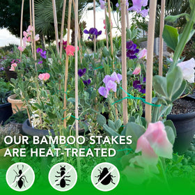 SWANGSA bamboo stake suitable for indoor and outdoor plant use