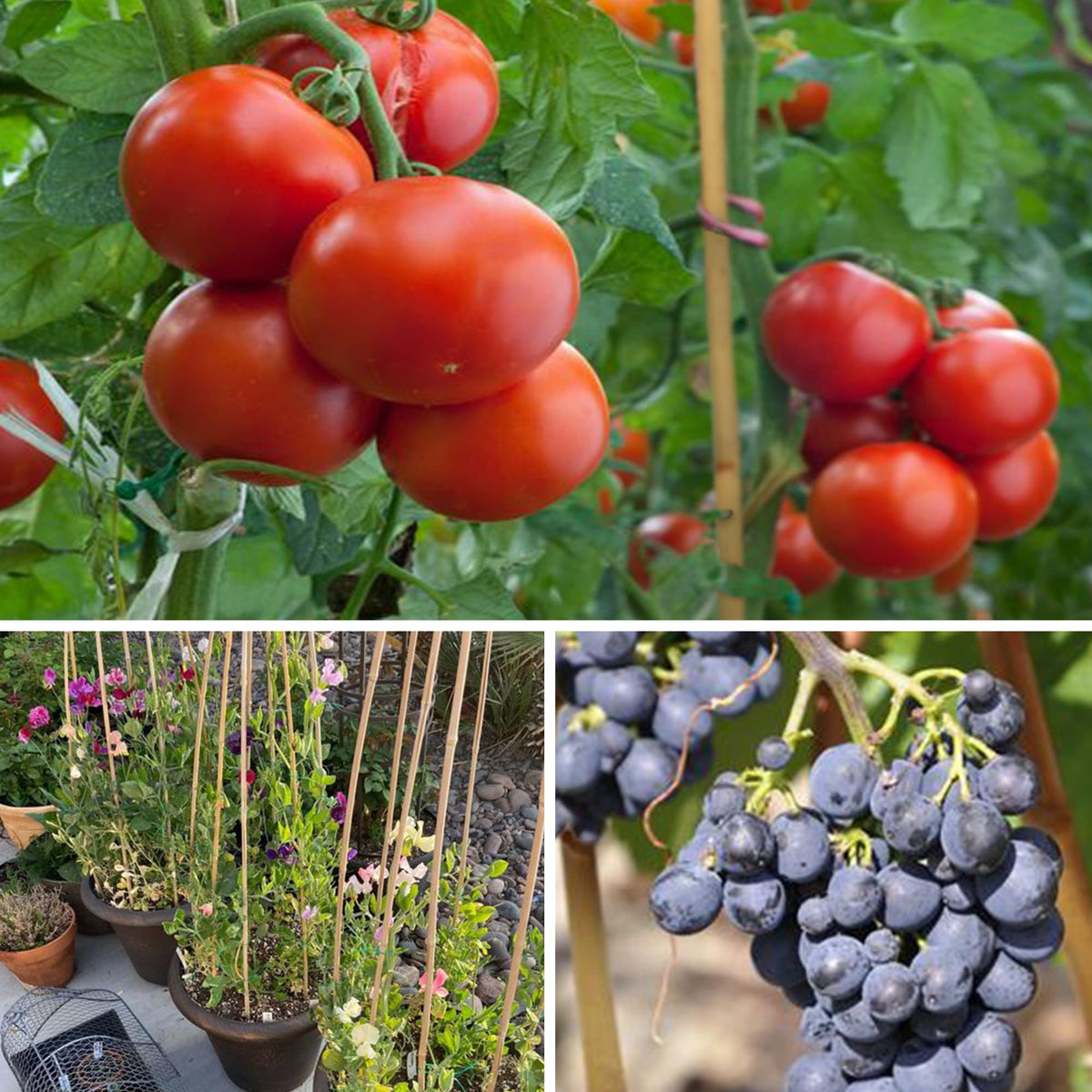 SWANGSA eggplant stake supports fruiting stems with reliable stability.