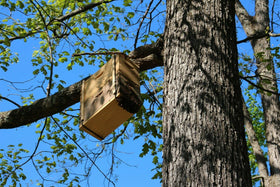 Swarm traps ready with lure applied beside a hive box for targeting swarms.