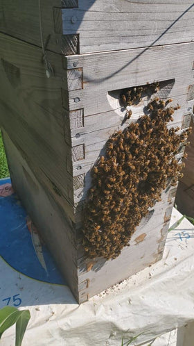 Early spring placement guidance from Swarm Science helps optimize swarm-trap success.