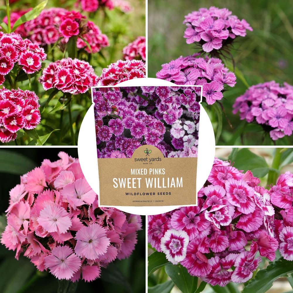 Sweet William cottage garden pink mix for color and charm