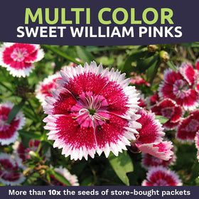 Sweet William bouquet-ready pink flowers for cut arrangements