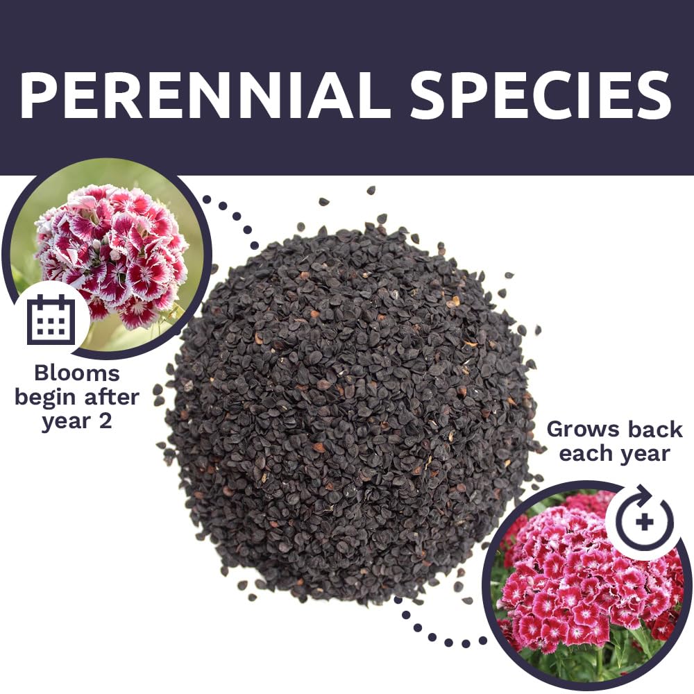 Sweet William hardy biennial plant image for garden planning
