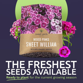 Sweet William open-pollinated pink blooms photograph for cutting