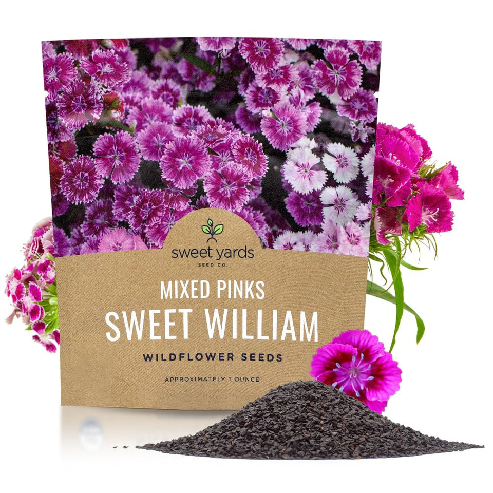 Sweet William seeds mixed pink colors for border planting