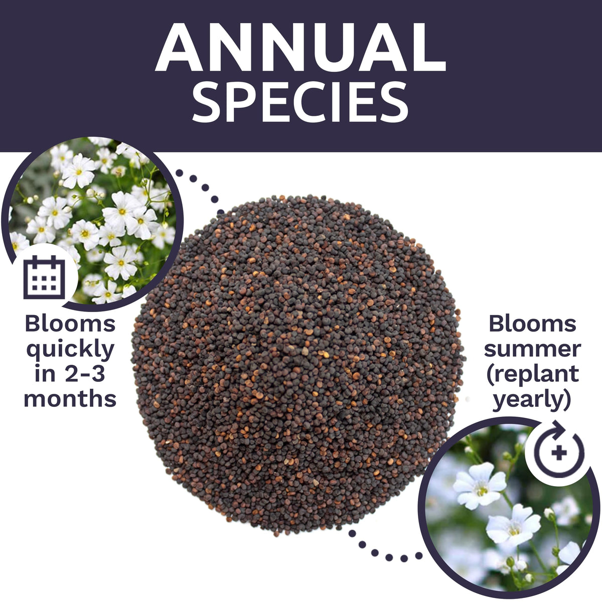 Sweet Yards Over 20,000 seeds per ounce highlight abundance.