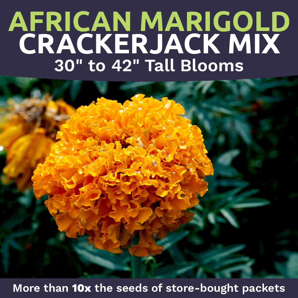 Sweet Yards Crackerjack Mix bloom closeup with bright orange-yellow contrast